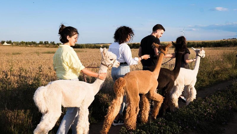 Walk with Alpacas – Nature & Smiles