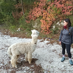 Walk with Alpacas – Nature & Smiles