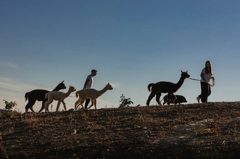 Walk with Alpacas – Nature & Smiles