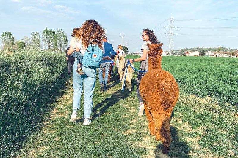 Walk with Alpacas – Nature & Smiles
