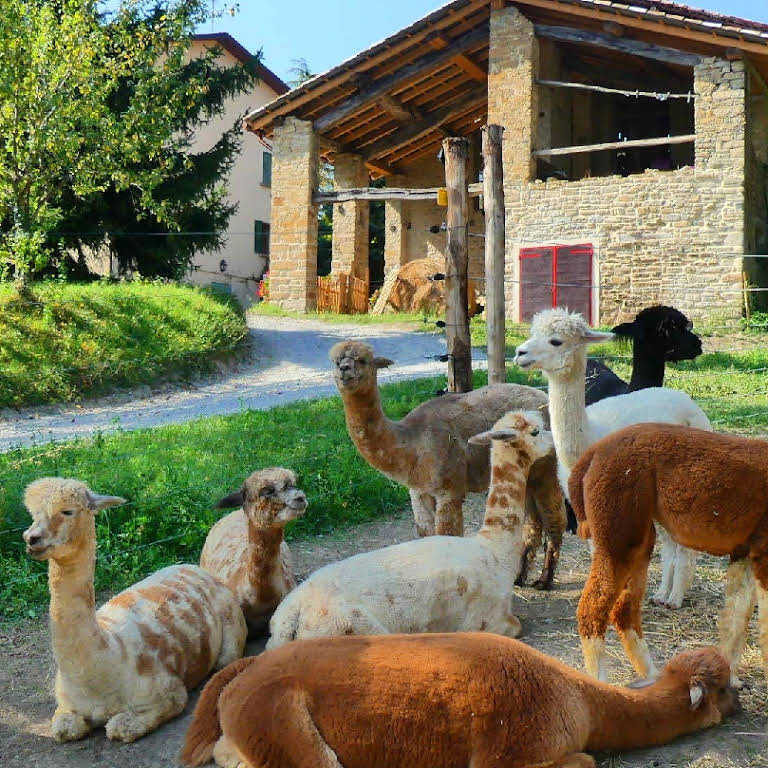 Walk with Alpacas – Nature & Smiles